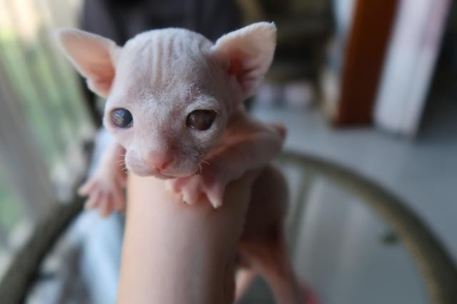 捡到一只小流浪猫居然是只无毛猫但纸条上的内容让人疑惑