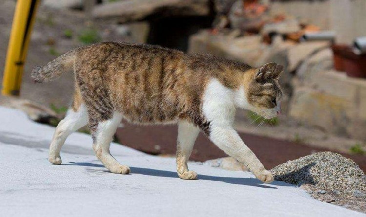 为了生存流浪猫们都有哪些技能既能卖萌也能自救只为活下去