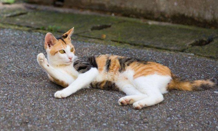 为了生存流浪猫们都有哪些技能既能卖萌也能自救只为活下去