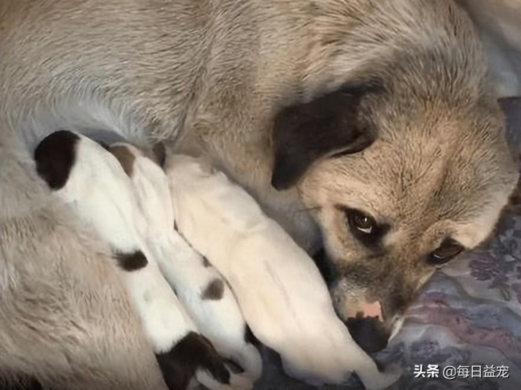 流浪狗妈妈大冷天生产狗爸爸不得已向人类求助：帮帮忙吧