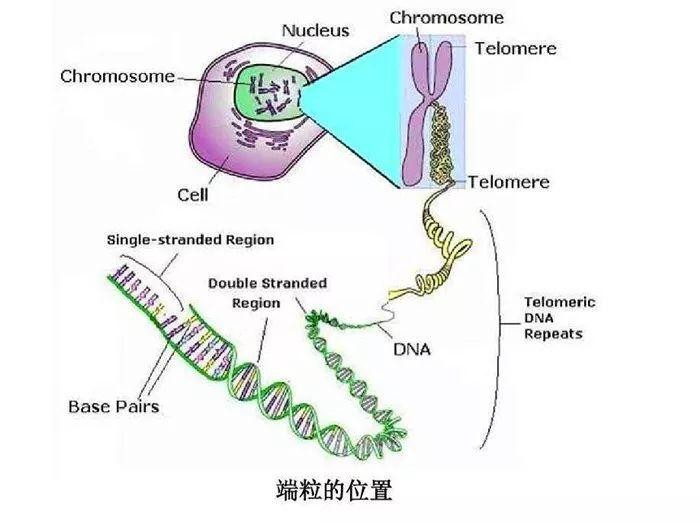 辟谣养狗的铲屎官比养猫的更长寿需知主要影响因素并非宠物