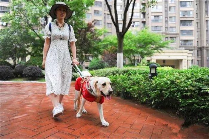 导盲犬坐公交曾被司机骂哭可如今它骄傲的带着主人登上了飞机