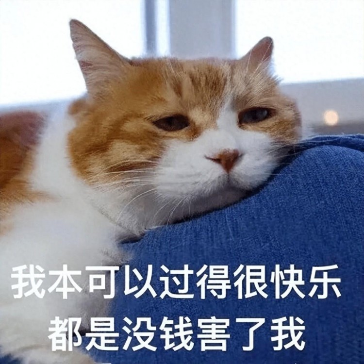 “橘猫”凭什么比宠物猫更受欢迎？网友：养了就不想换猫了