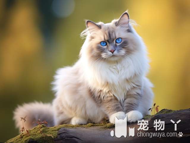 深圳最靠谱的猫舍，值得信赖吗？!