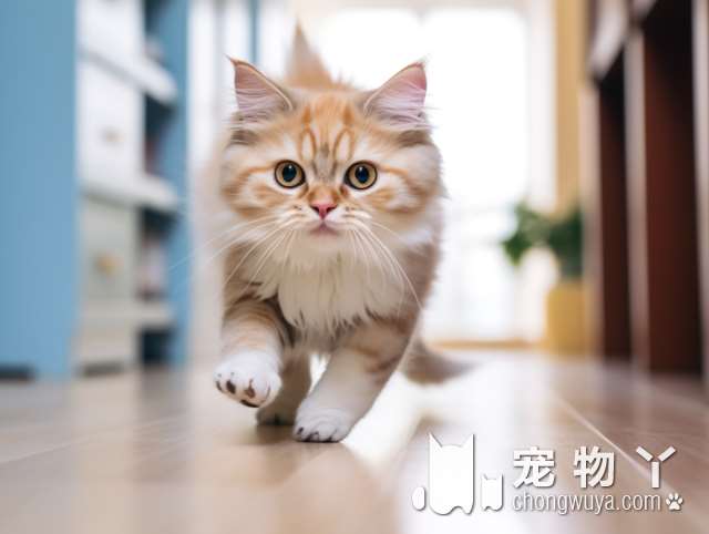 想要给你家猫咪找个伴吗？来天津暄亿猫舍看看吧!