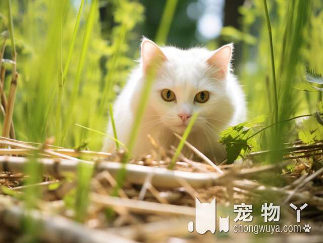 宠物猫不慎跑出，郴州一女子为救猫跳进坑被困