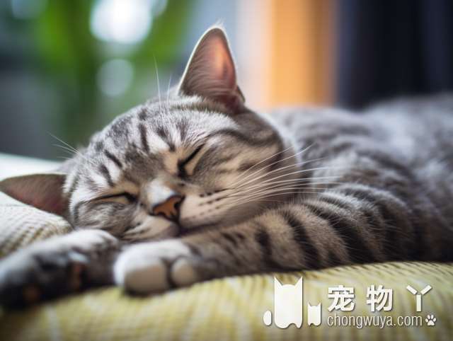 100多只健康的猫狗需要领养 这个星期六，他们在南阳新华城市广场等你